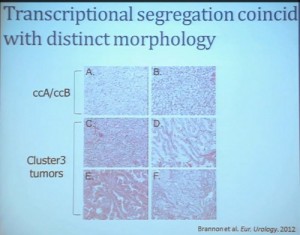 15 Transcriptional segregation coincides with distinct morphology